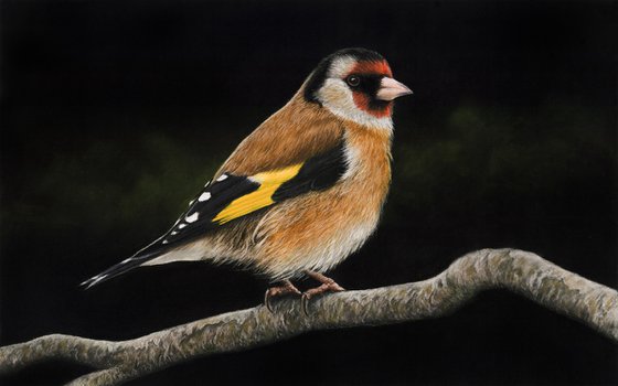 Original pastel drawing bird "European Goldfinch"