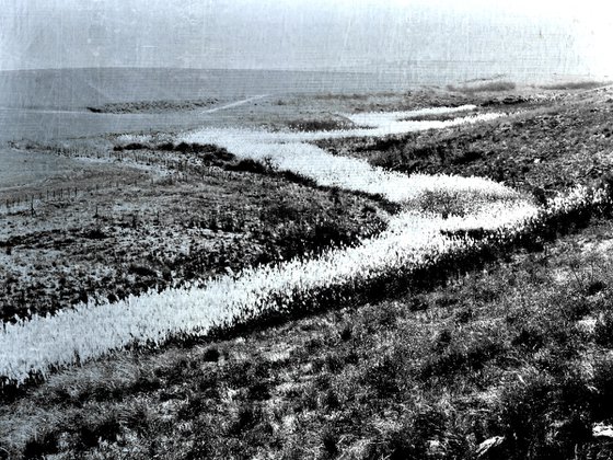 River of reed