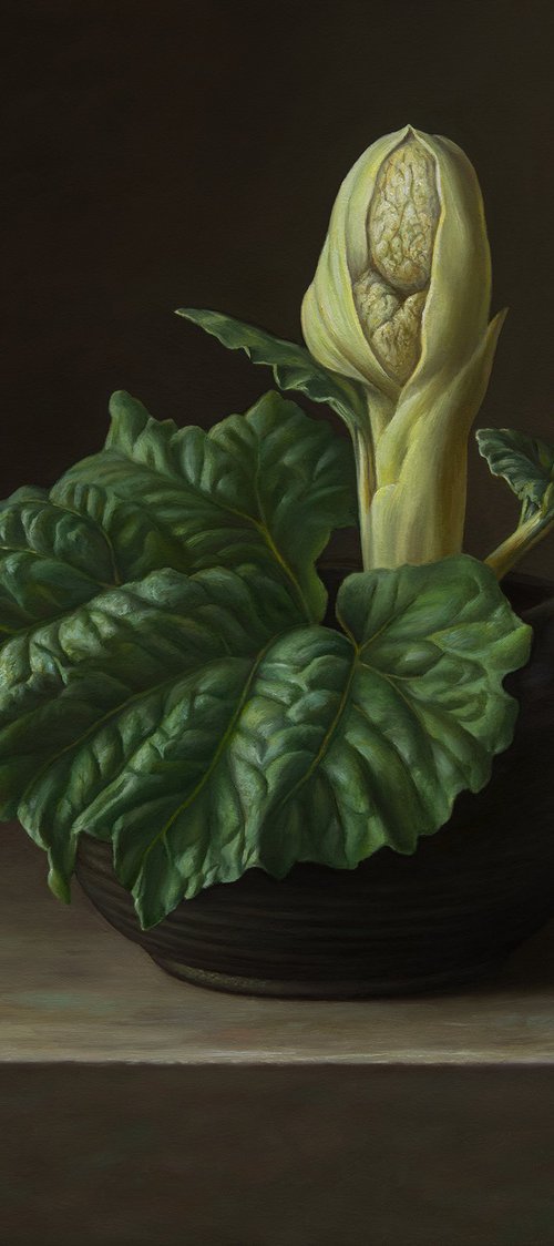 Rhubarb by Albert Kechyan