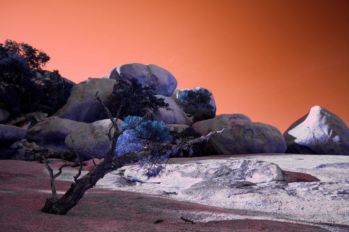 Mojave Desert Scenes I by Mark Hannah