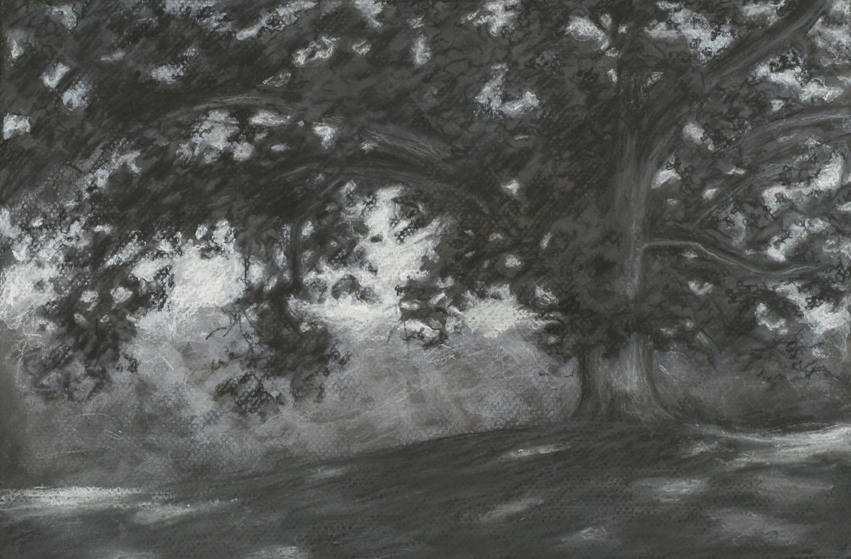 Old Oak Tree, Kent County Michigan - charcoal drawing by John Fleck
