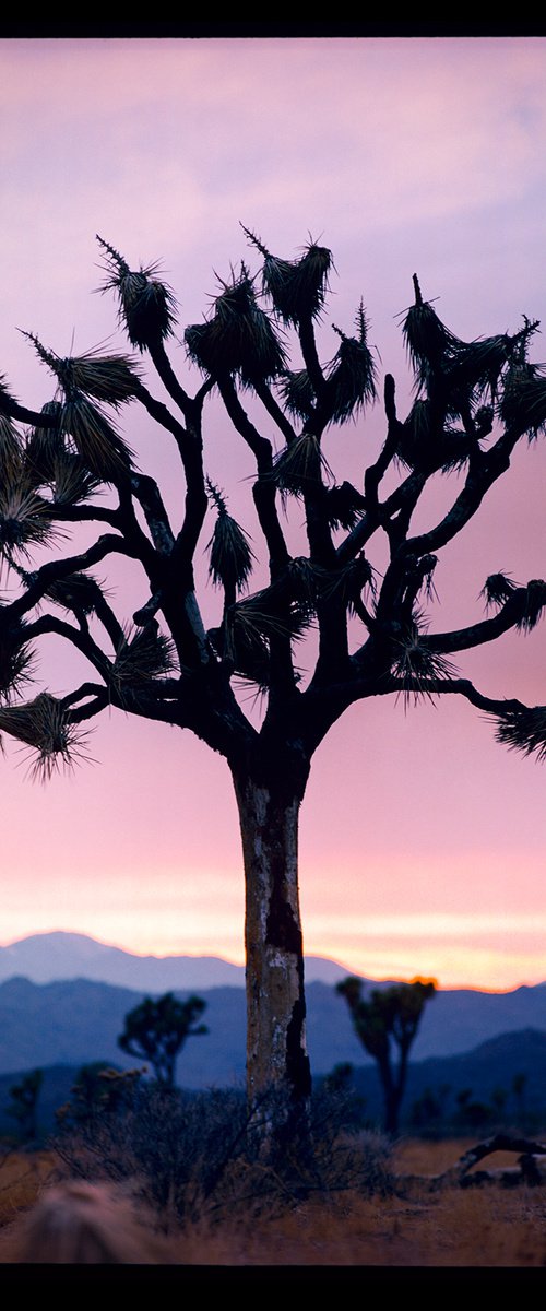 Joshua Tree, Mojave Desert, California by Richard Heeps