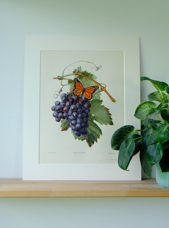 Monarch on grapes