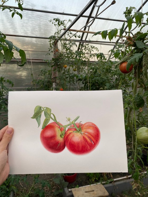 Tomatoes with a branch