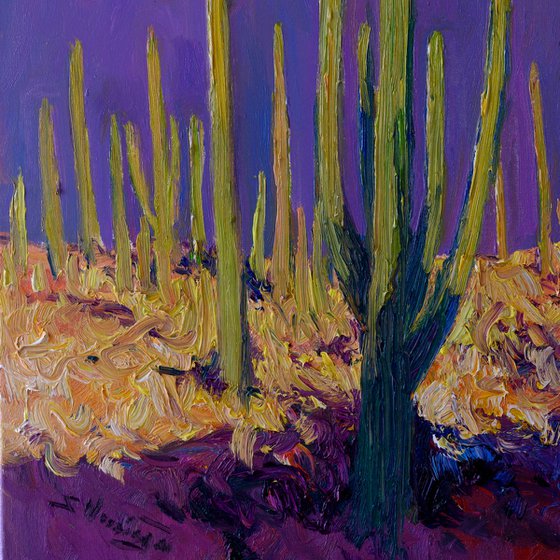Desert Evening, Saguaros