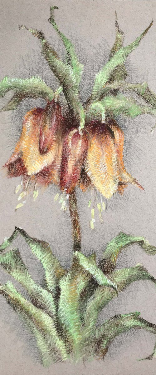 Fritillaria imperialis. One of a kind, original painting, handmade work, gift. by Galina Poloz