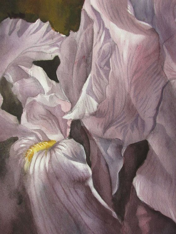 irises in mauve