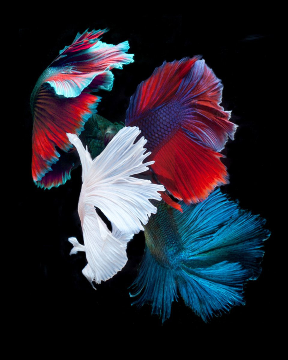 Photorealistic Animal Photograph By Michael Filonow, 26 X 32", The Four Kings, Original Artwork