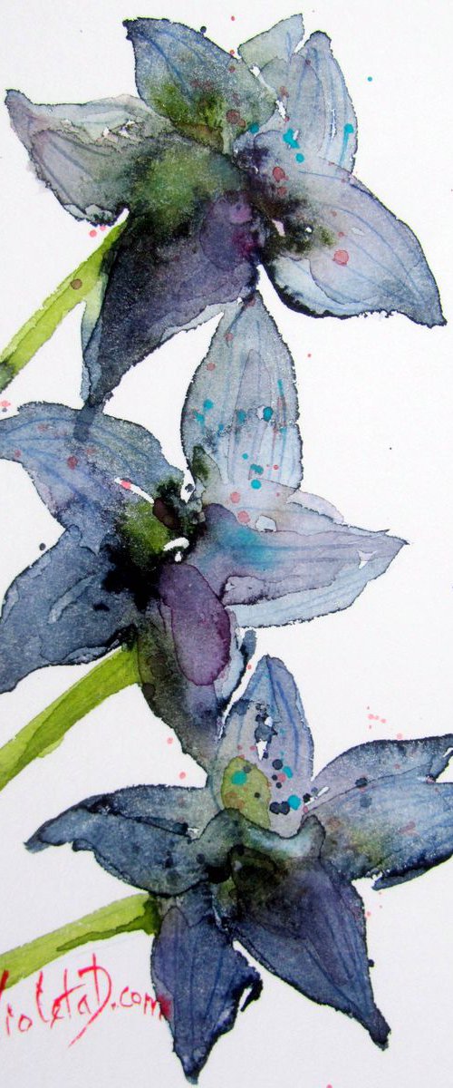 Blue Orchids by Violeta Damjanovic-Behrendt