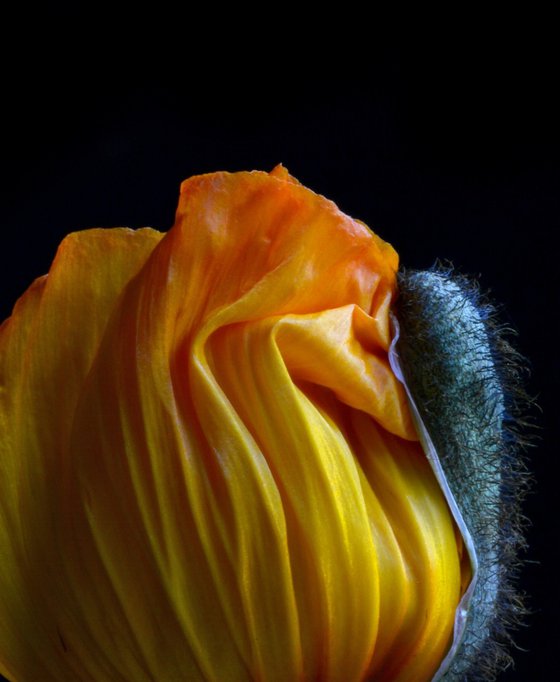 Yellow Poppy Bud