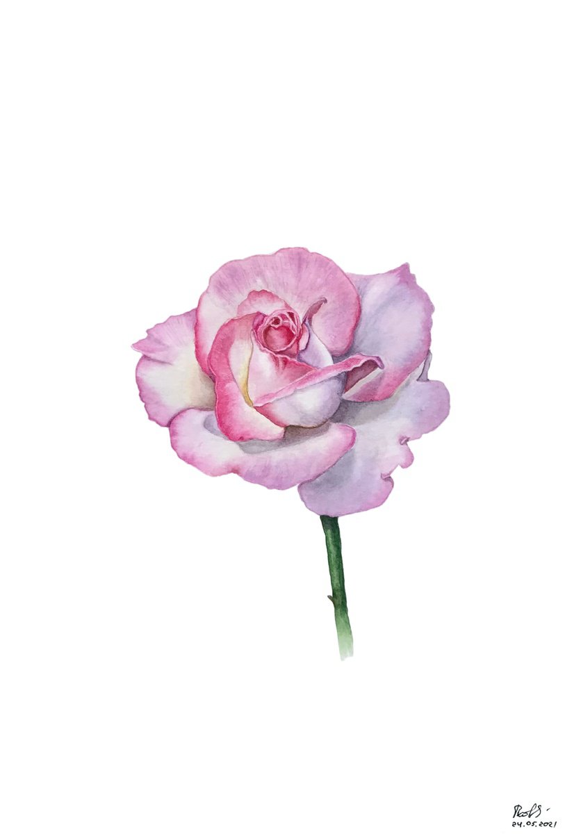 Graphic Botanical Watercolour By Tetiana Kovalova, 7 X 10", Tender Pink Rose, Original Artwork