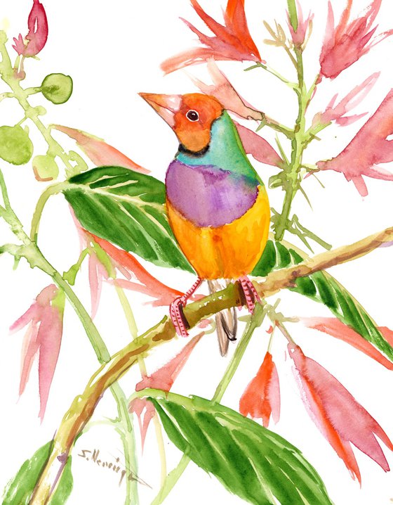 Gouldian Finch