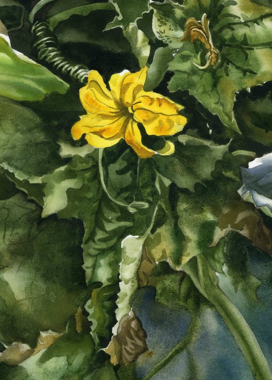 squash blossom in spring