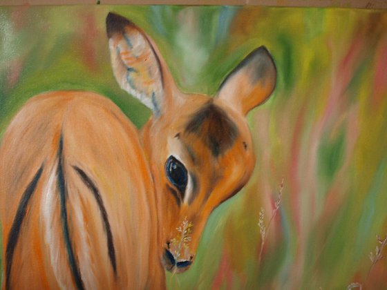 Young Impala