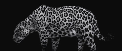 Jaguar Panorama by Paul Nash