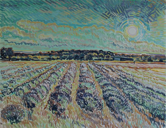 Lavender field Norfolk