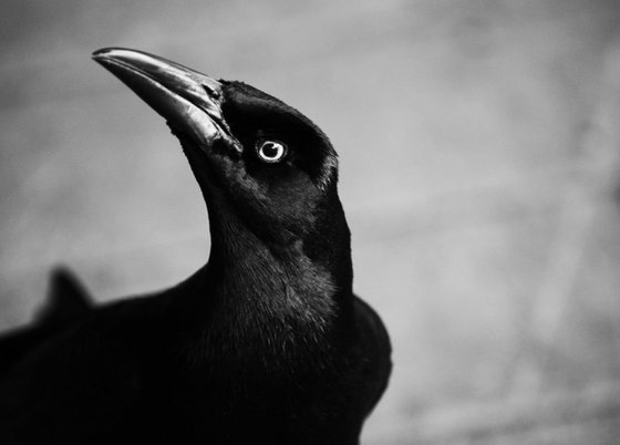 Great-tailed grackle I, TX, USA