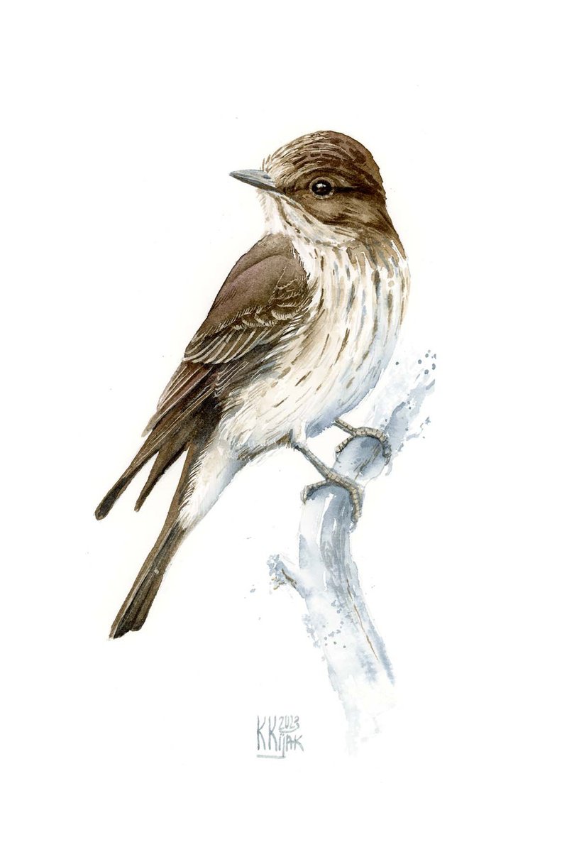 Spotted flycatcher bird, watercolor painting by Karolina Kijak