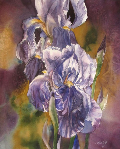 spring irises by Alfred  Ng