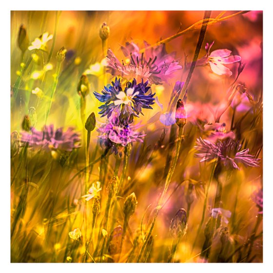 Summer Meadows #6. Limited Edition 1/25 12x12 inch Abstract Photographic Print.