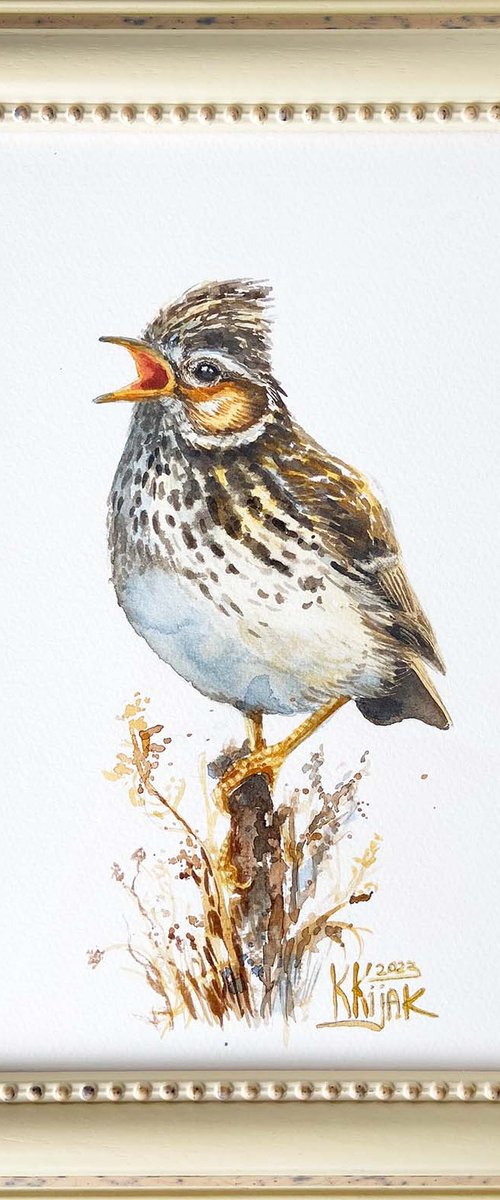 The Secret Life of the Skylark by Karolina Kijak