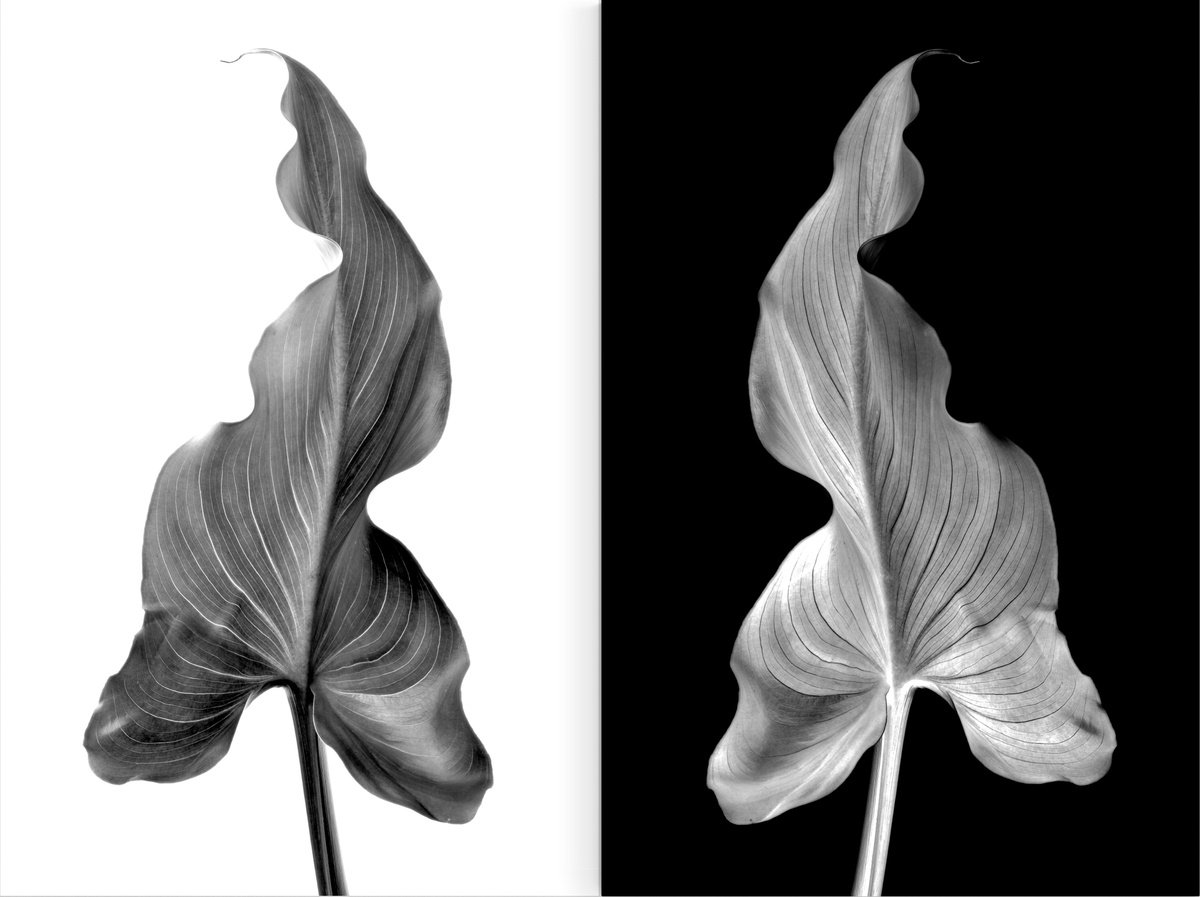 Photorealistic Botanical Photograph By Nadia Culph, 20 X 30", Arum Leaf - Diptych, Original Artwork