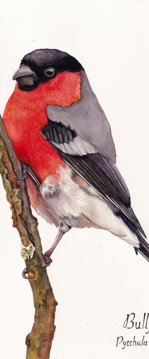 Bullfinch by Lisa Lennon