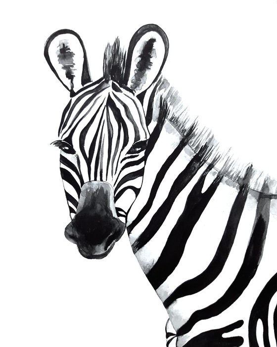 Zebra, black and white