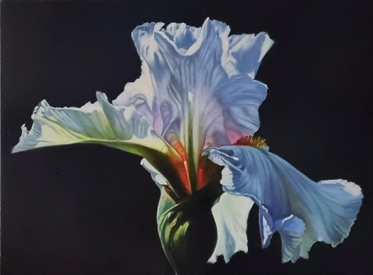 Morning iris. flowers iris fotorealistic 2021 by Anna Kotelnik