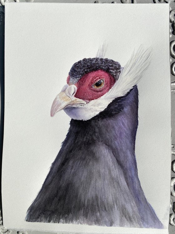 Eared Pheasants: A Portrait Diptych