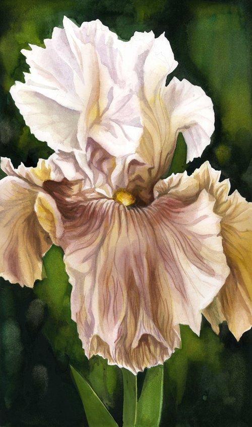 iris in pink by Alfred  Ng