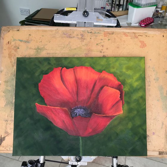 Red Poppy