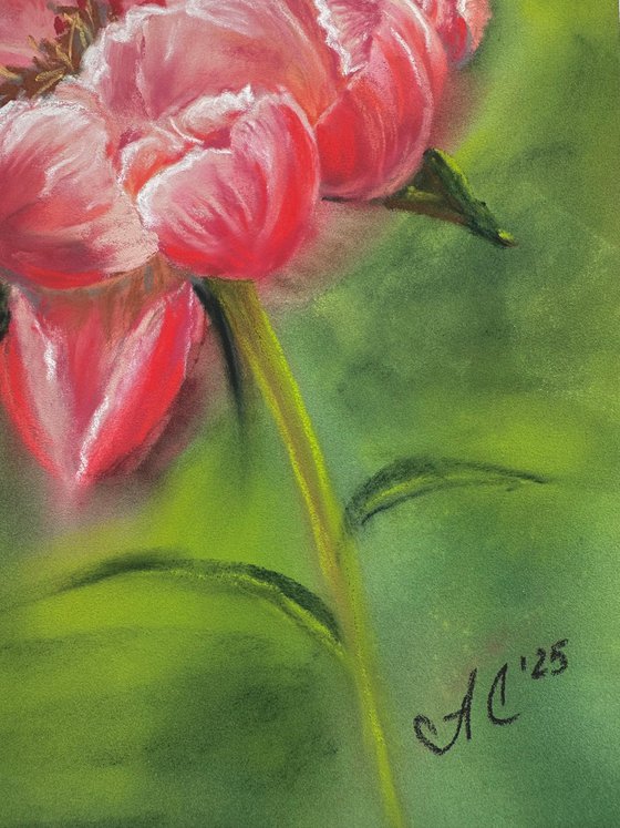 Floral: Coral Peony 1