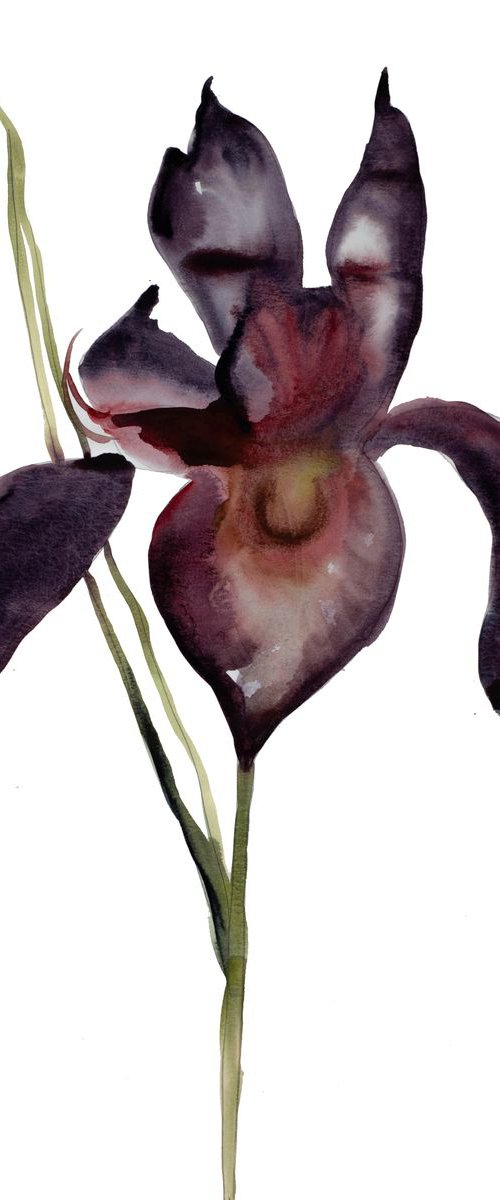 Iris No. 48 by Elizabeth Becker