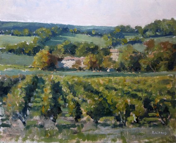 Vineyards near Château Neuf du Pape
