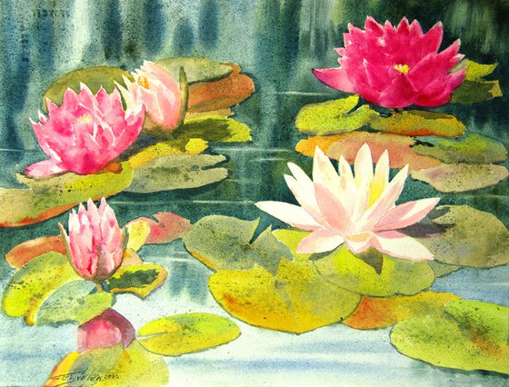 Water lilies