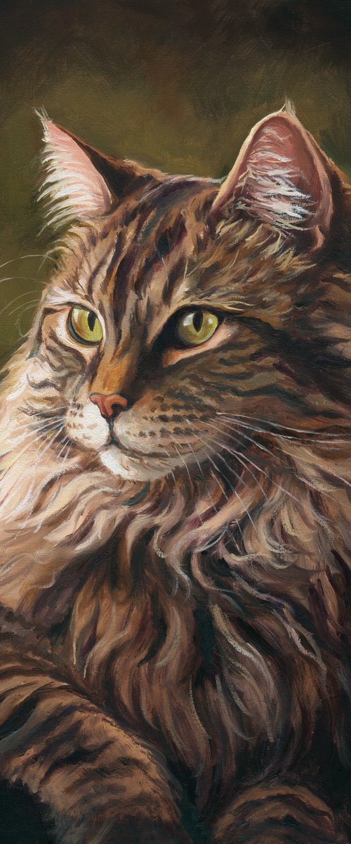 Maine Coon cat with green eyes by Lucia Verdejo