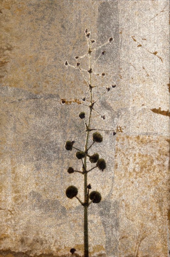 Sagittaria i