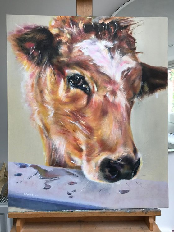 Fleur - red Cow/calf with white heart blaze original oil painting