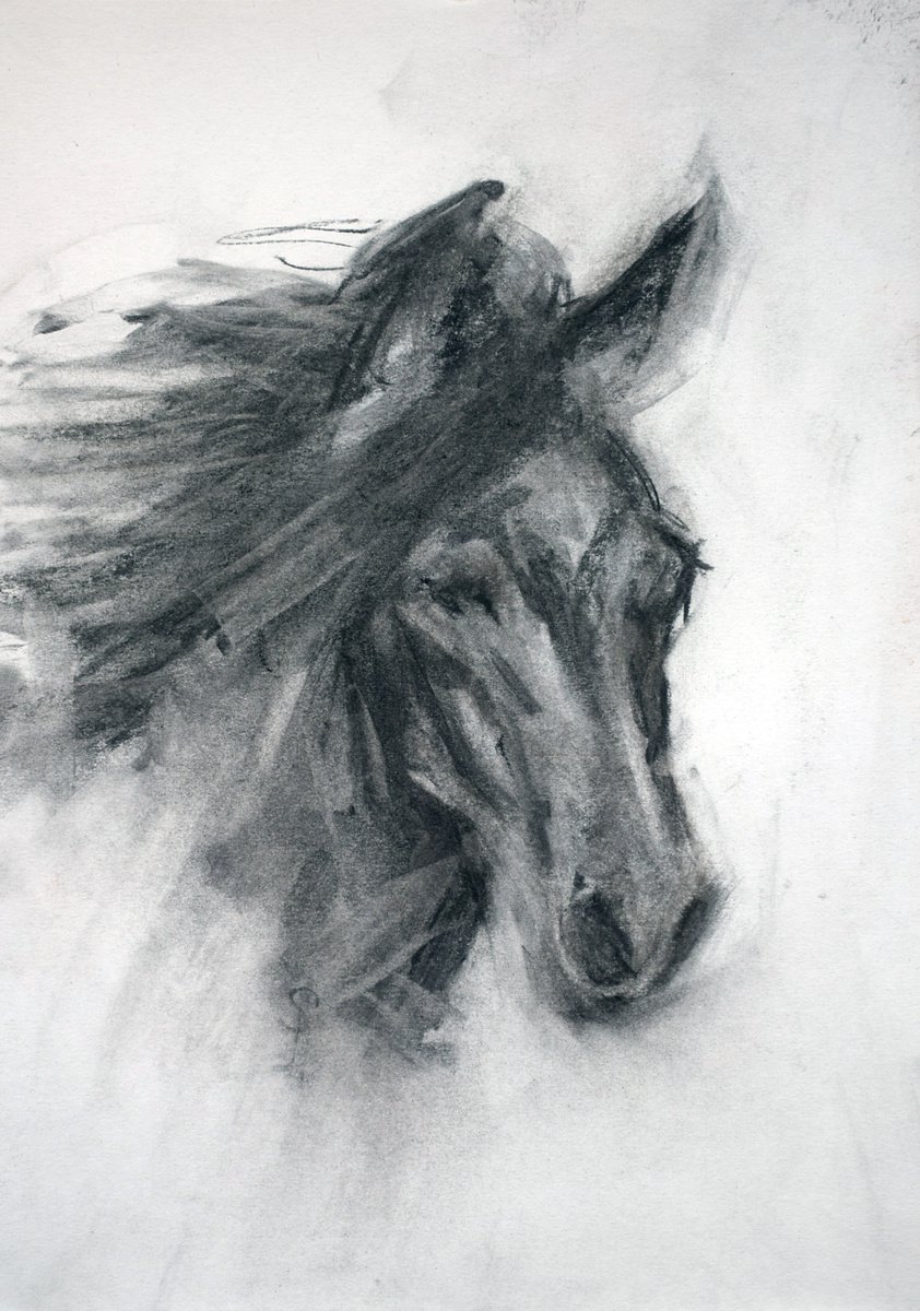 Horse (charcoal) by SBBoursot