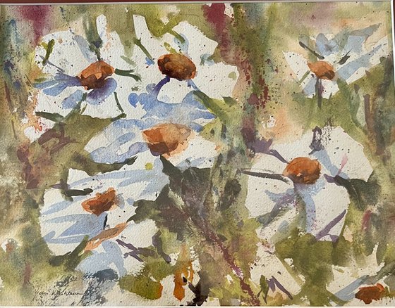 Wild Daisies