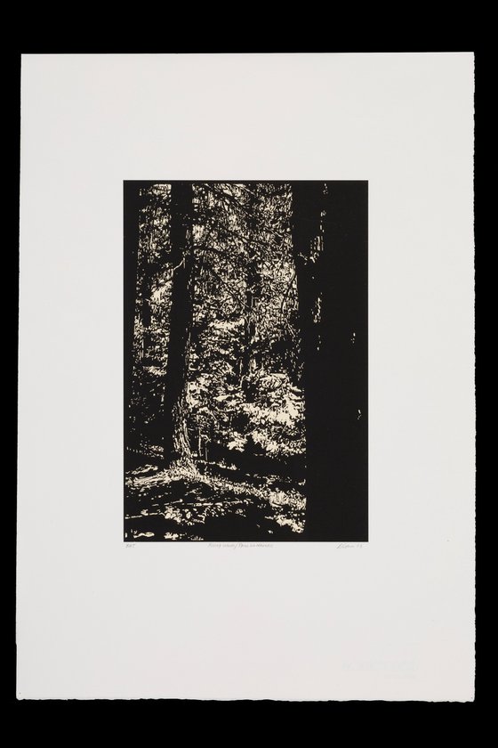 RISING WOODS/PECOS WILDERNESS