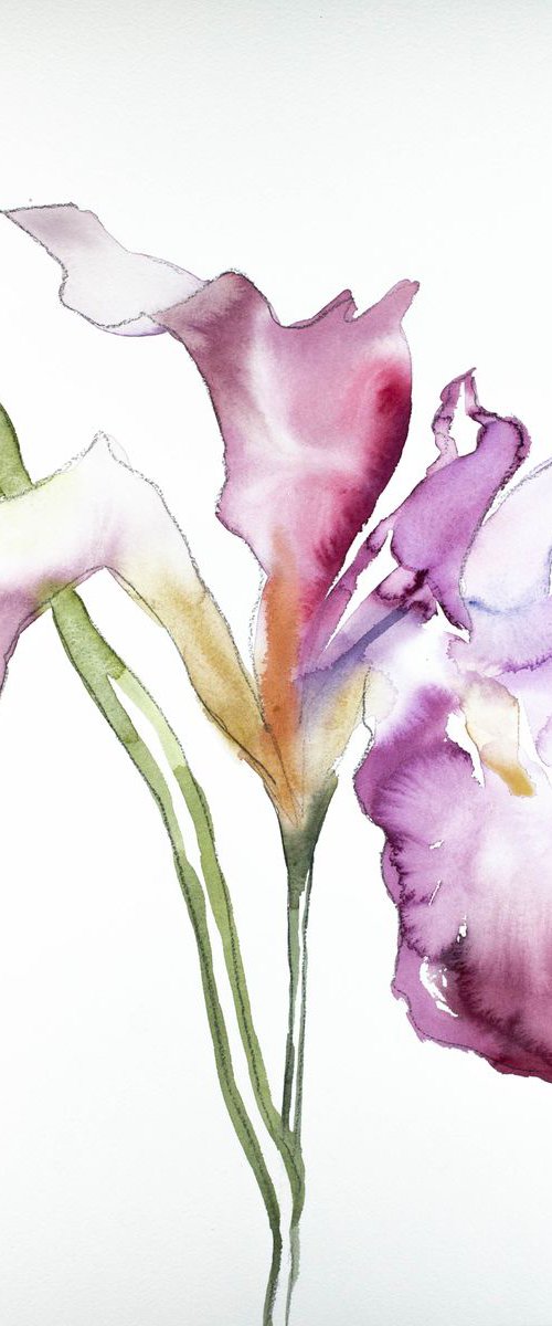 Iris No. 69 by Elizabeth Becker