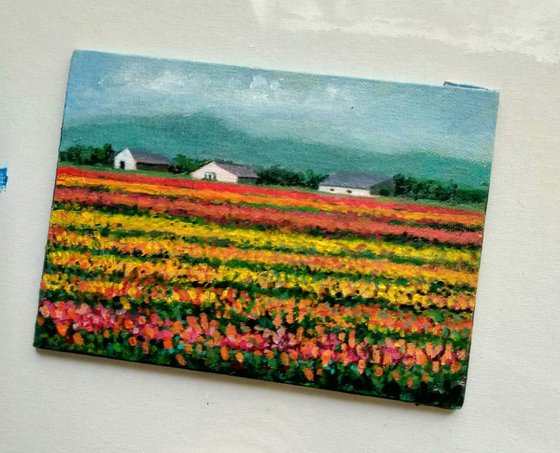 Miniature Tulip Fields of Holland