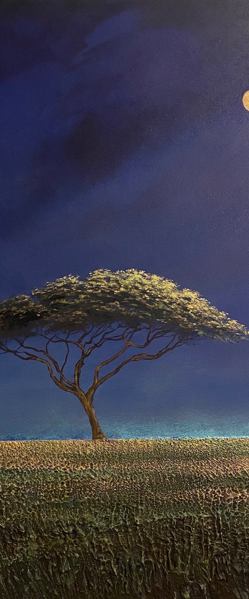 Acacia Gold Sun by Simon Jones