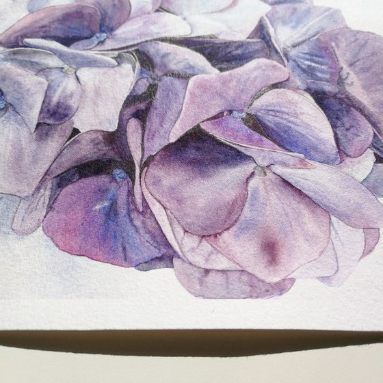 Violet Hydrangea