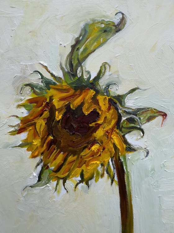 Sunflower 1