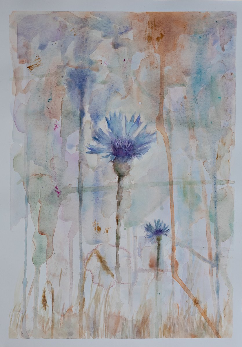 Cornflowers by Nastassia Bas