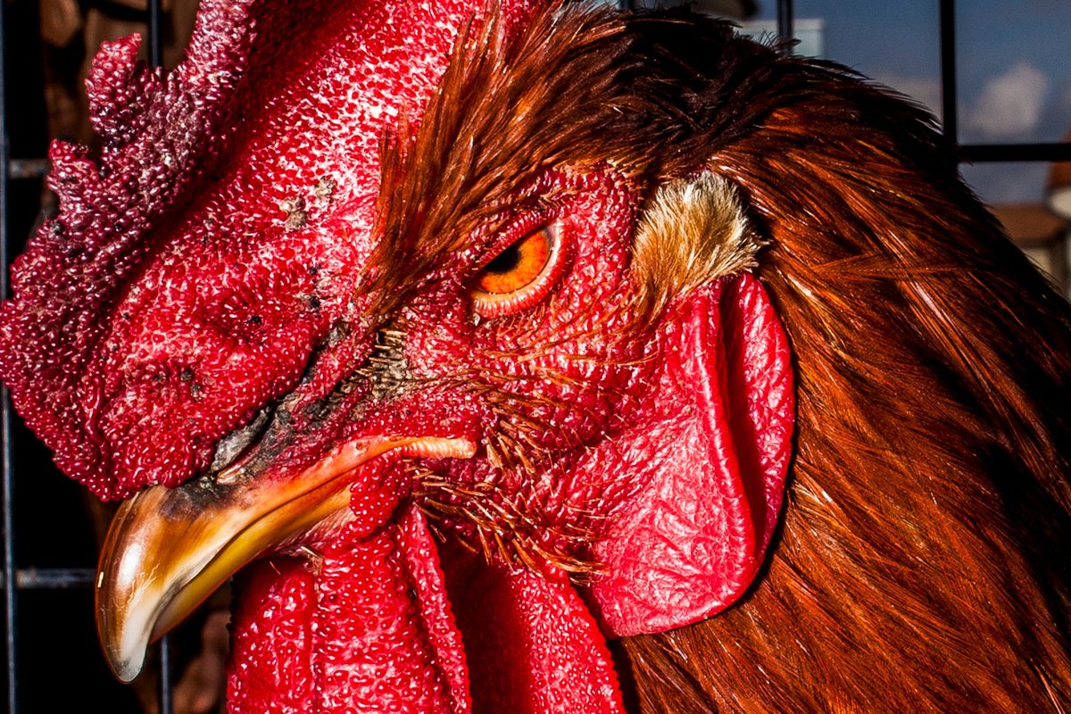 Angry Cock by Salvatore Matarazzo