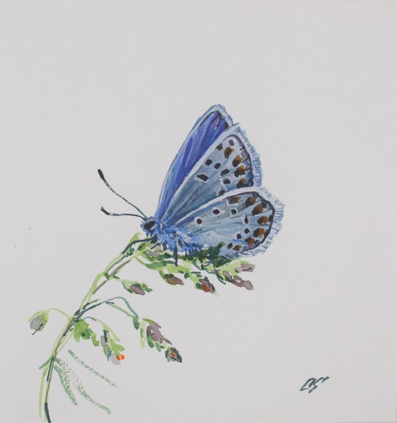 Blue butterfly